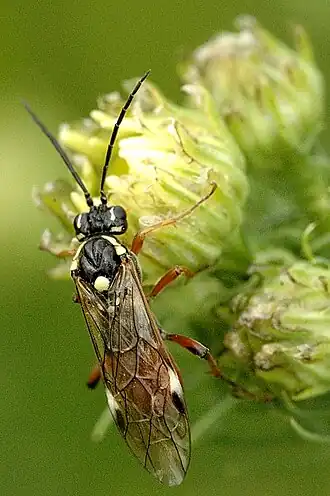 Tenthredopsis litterata