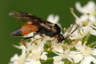 Tenthredopsis scutellaris