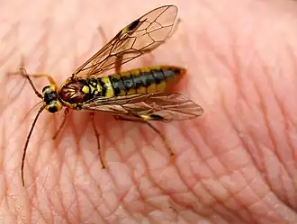 Tenthredopsis sordida