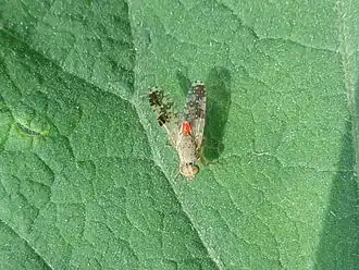 Donkere klitboorvlieg