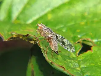 Leeuwentandboorvlieg