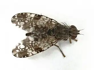 Biggenkruidboorvlieg