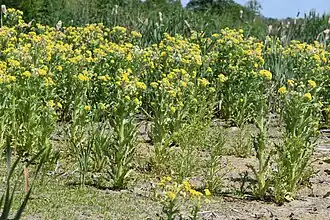 Associatie van goudzuring en moerasandijvie