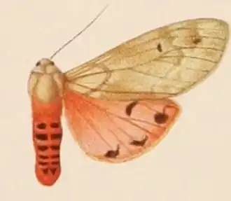 Teracotona buryi