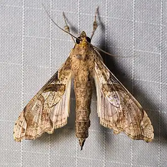 Terastia meticulosalis