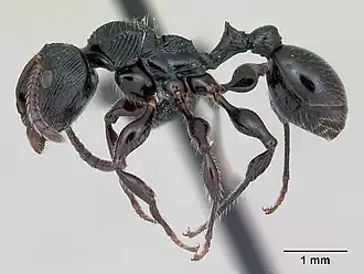 Terataner steinheili