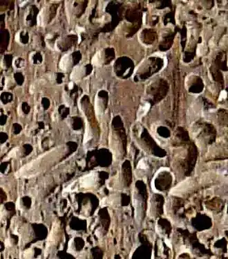 Hout met paalwormgangen