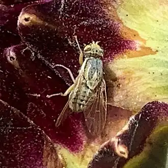 Terellia fuscicornis