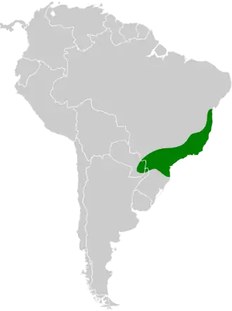 Streepkapmiersluiper