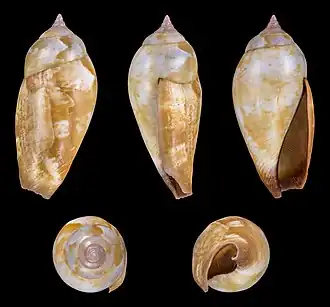 Terestrombus fragilis