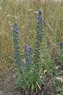 Slangenkruid op Terhills