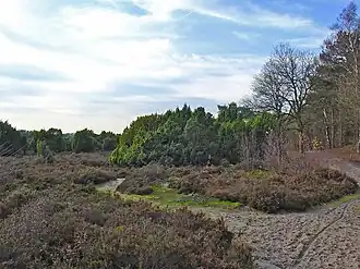 Het Terhorsterzand met heide en jeneverbessen