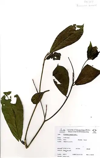 Terminalia ivorensis