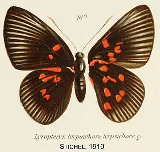 Lyropteryx terpsichore