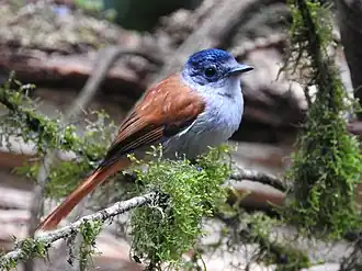 Sãotoméparadijsmonarch