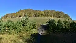 De beboste mijnterril van Waterschei