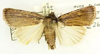 Tesagrotis corrodera