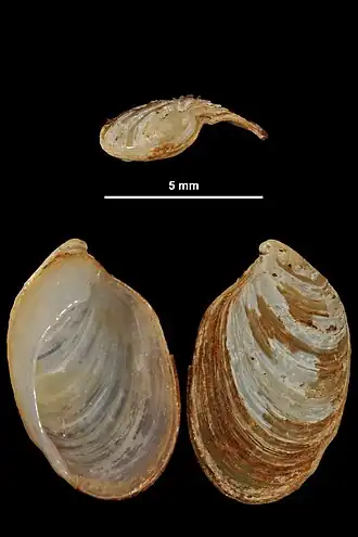 Testacella bisulcata