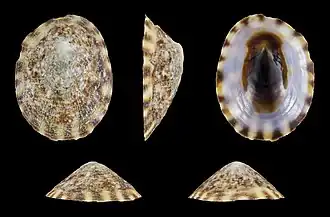 Testudinalia testudinalis