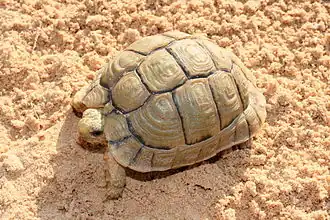 Egyptische landschildpad