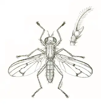 Tetanocera plumosa