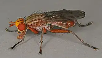Tetanocera robusta