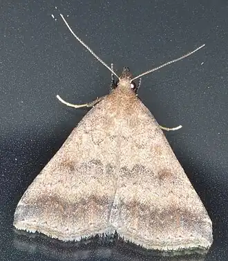 Tetanolita palligera