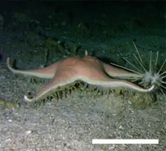 Tethyaster subinermis