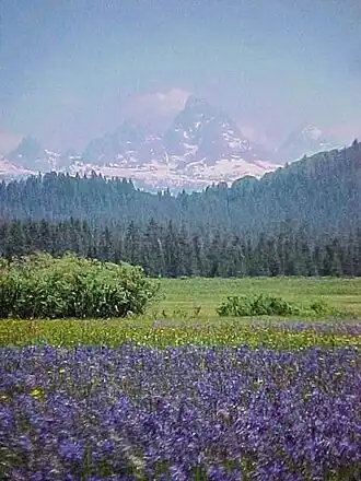 Paarse bloemen van Camassia met zicht op de westkant van de Teton Range in Caribou-Targhee National Forest