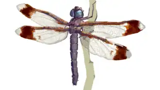 Tetracanthagyna plagiata
