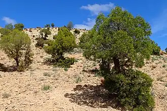 Tetraclinis articulata