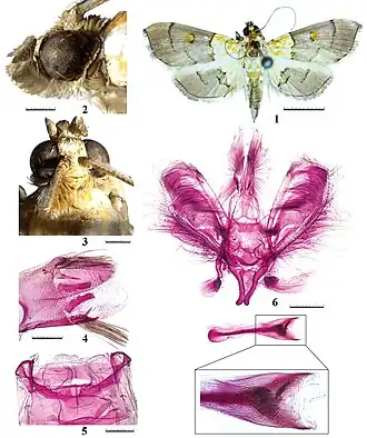 Tetracona multispina