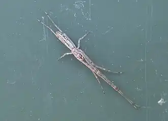 Tetragnatha bituberculata