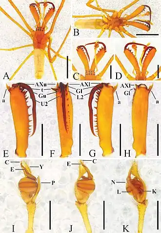 Tetragnatha bogotensis