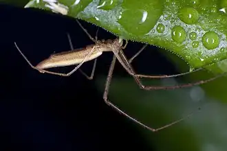Tetragnatha caudicula