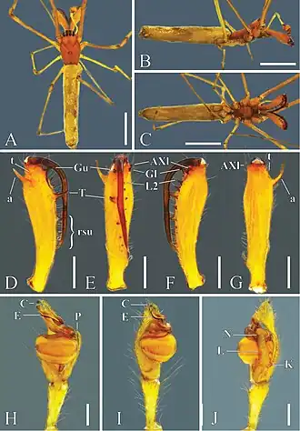 Tetragnatha keyserlingi