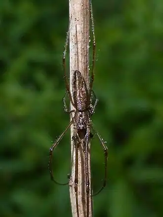 Tetragnatha paludis
