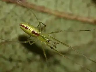 Tetragnatha subsquamata