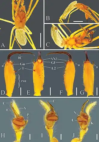 Tetragnatha vermiformis