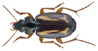 Tetragonoderus interruptus