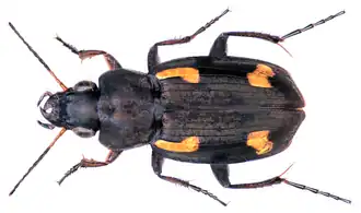 Tetragonoderus quadrisignatus