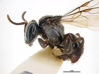 Tetragonula davenporti
