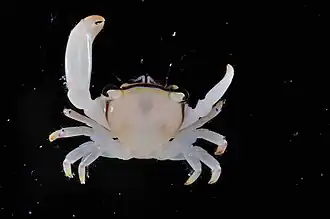 Tetralia nigrolineata