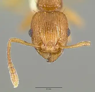 Tetramorium amissum