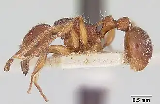 Tetramorium andrei