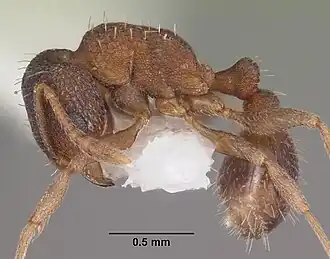 Tetramorium anodontion