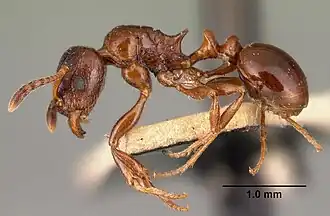 Tetramorium bessonii