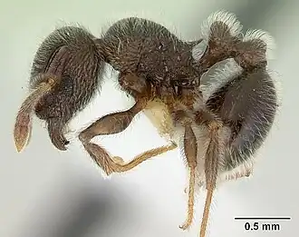 Tetramorium brevispinosum