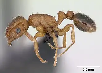 Tetramorium caldarium