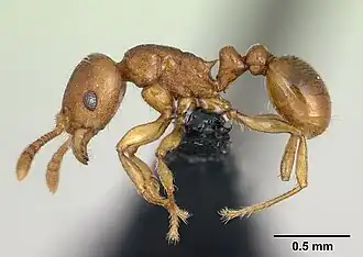Tetramorium cognatum